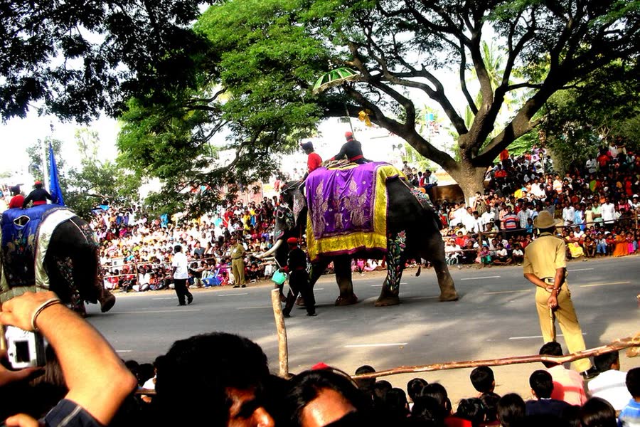A decorated elephant in the Mysuru Dasara procession, watched by large crowds
