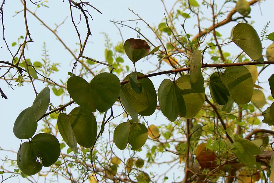 Leaves of the Apta tree, Bauhinia racemosa